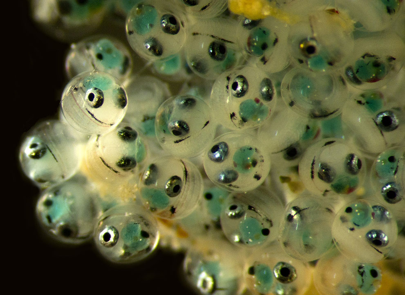 Illustration for article titled The creepiest photographs of things you can only see under a microscope